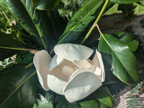 Partially Open Magnolia Blossom