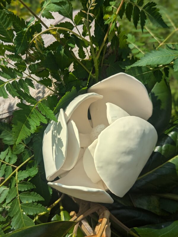 Partially Open Magnolia Blossom - Image 3